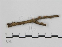 藏品(小皮傘屬)的圖片