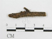 藏品(微皮傘屬)的圖片