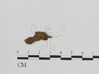 藏品(小菇屬)的圖片