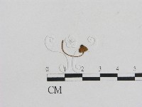 藏品(小菇屬)的圖片