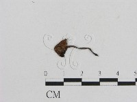 藏品(小菇屬)的圖片