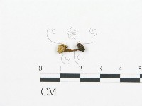 藏品(集毛菌屬)的圖片