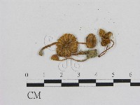 藏品(小菇屬)的圖片