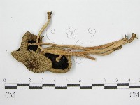 藏品(鬼傘屬)的圖片