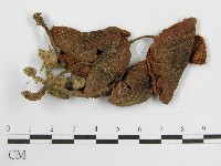 藏品(粉褶菌屬)的圖片