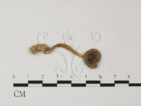 藏品(鵝膏屬)的圖片