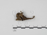 藏品(棕色革菌)的圖片