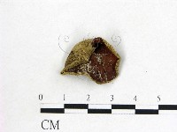 藏品(毛木耳)的圖片