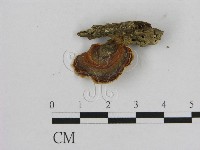 藏品(相鄰小孔菌)的圖片