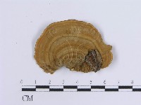 藏品(蠔韌革菌)的圖片