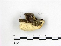 藏品(毛木耳)的圖片