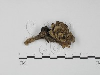 藏品(棕色革菌)的圖片