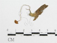 藏品(微皮傘屬)的圖片