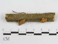 藏品(微皮傘屬)的圖片