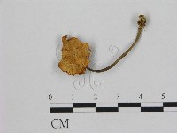 藏品(小皮傘屬)的圖片