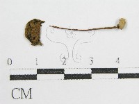 藏品(鬼傘屬)的圖片