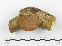 藏品(木層孔菌屬)的圖片