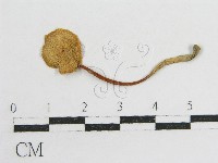 藏品()的圖片