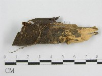 藏品(微皮傘屬)的圖片