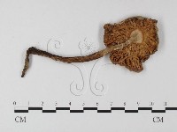 藏品(鵝膏屬)的圖片