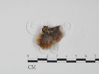 藏品(韌革菌屬)的圖片