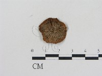 藏品(乳菇屬)的圖片