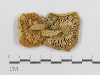 藏品(紅菇屬)的圖片