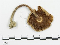 藏品(傘菌屬)的圖片