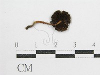 藏品(鬼傘屬)的圖片