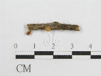 藏品(微皮傘屬)的圖片