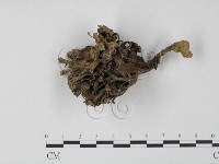 藏品(棕色革菌)的圖片