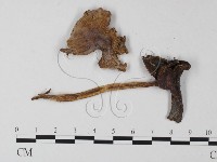 藏品(鵝膏屬)的圖片