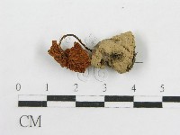 藏品(粉褶菌屬)的圖片