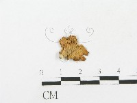 藏品(側耳屬)的圖片