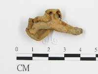 藏品(雞油菌屬)的圖片