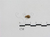 藏品(小菇屬)的圖片