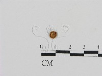 藏品(濕傘屬)的圖片