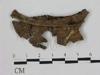 藏品(小皮傘屬)的圖片