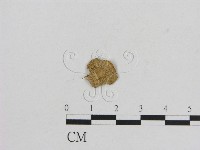 藏品(小菇屬)的圖片