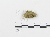藏品()的圖片