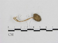 藏品(小菇屬)的圖片