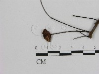 藏品(小皮傘屬)的圖片