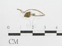 藏品(鬼傘屬)的圖片