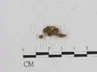 藏品(小菇屬)的圖片