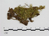 藏品(小菇屬)的圖片