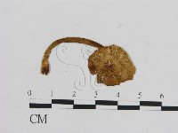 藏品(小菇屬)的圖片