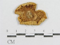 藏品(紅菇屬)的圖片