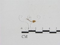 藏品(小菇屬)的圖片