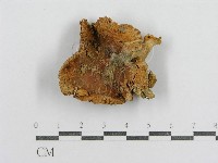 藏品(紅菇屬)的圖片