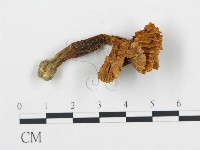 藏品(杯傘屬)的圖片